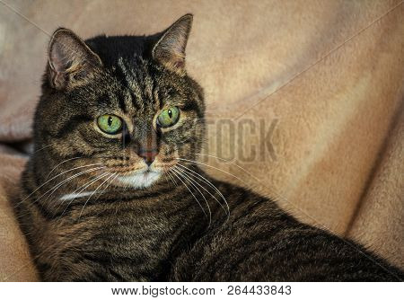 An Adult Mongrel Female Cat, Huge Green Eyes And A Striped Color, Brown Shades With Black, Lying On 