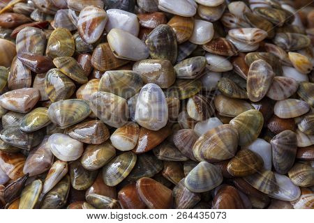 Fresh Enamel Venus Shell (meretrix Lyrata) , It Use For Background Or For Food