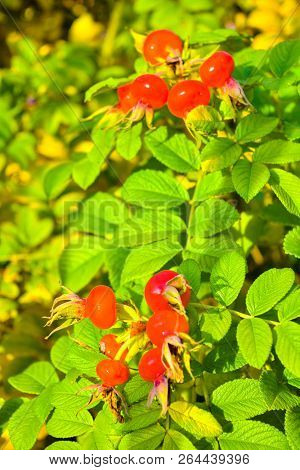 Sweet Red Berry Briar Growing On Bush With Green Leaves, Natural Plant Product Hanging On Branch. Br