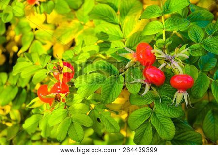 Sweet Red Berry Briar Growing On Bush With Green Leaves, Natural Plant Product Hanging On Branch. Br