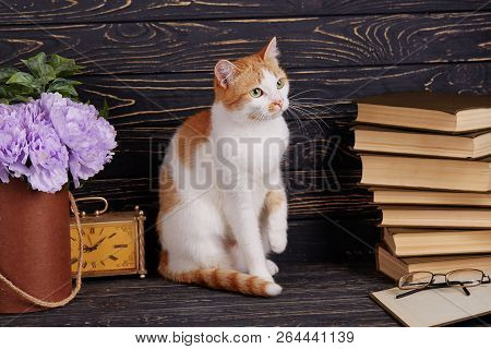 Cat On The Shelf With Books. Cat In College Library.