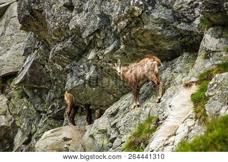 Serna On The Hillside In The High Tatras, Slovakia, Europe