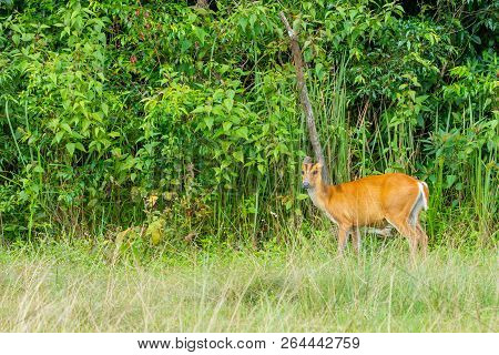Wild Brown Muntjac Walking On Meadow In Khao Yai National Public Park In Thailand