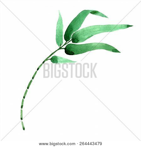 Bamboo Green Leaf. Leaf Plant Botanical Garden Floral Foliage. Isolated Illustration Element.