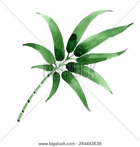Bamboo Green Leaf. Leaf Plant Botanical Garden Floral Foliage. Isolated Illustration Element.