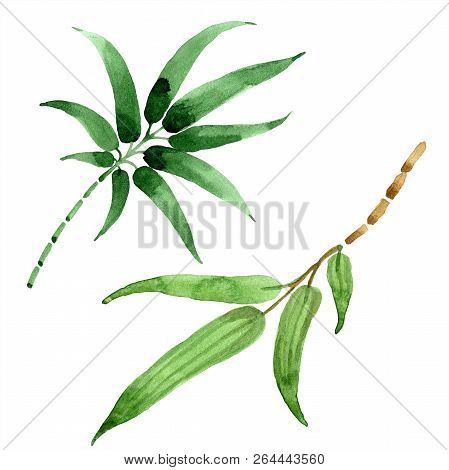 Bamboo Green Leaf. Leaf Plant Botanical Garden Floral Foliage. Isolated Illustration Element.