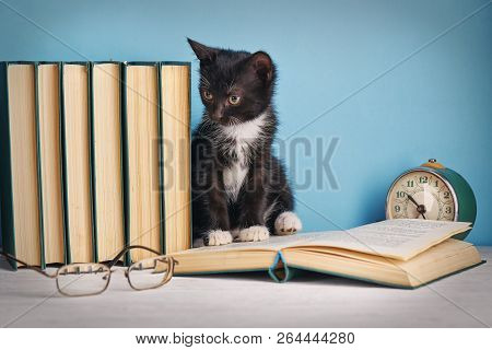 Kitten Between Books On A White Table On A Blue Background