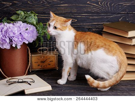 Pussy Learns To Read Books. The Cat Stands Sideways And Looks To The Left