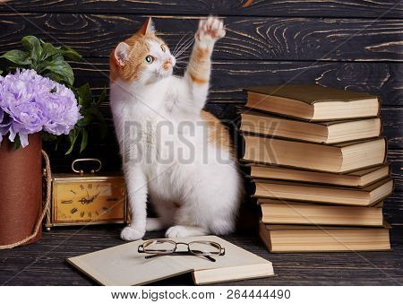 The Cat Is Sitting In An Open Book