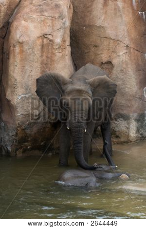 Mãe elefante tendendo a panturrilha