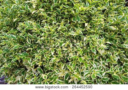 Lush foliage of waringin (Ficus benjamina).