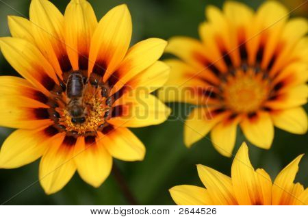 Flores amarillas con abeja