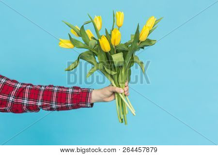 Bouquet Of Yellow Tulips In Womens Hand On Blue Background.
