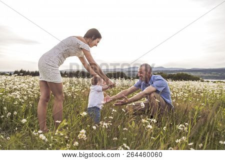 Parent Walking With Her Baby Son On Daisy Field At The Sunset Time