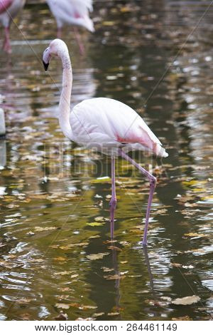 Exotic Pink Flamingos Birds. Flamingo With Rose Feathers Stand On One Leg In Wild African Fauna. Zoo