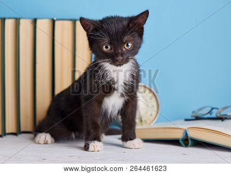 Scientist Kitten On The Table. Black And White Kitten On The Table. On A Blue Background.