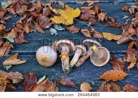 Chroogomphus Rutilus, Commonly Known As The Brown Slimecap Or The Copper Spike, Edible But Not Highl