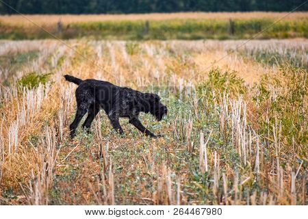 A Process Of Hunting During Hunting Season, Process Of Quail Hunting, Drathaar, German Wirehaired Po
