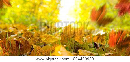 Autumn Background. Fallen Leaves On The Ground In The Grass.