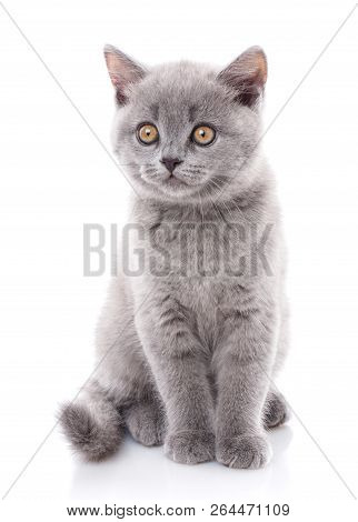 Scottish Straight Kitten. Gray Kitten Is Isolated On A White Bac
