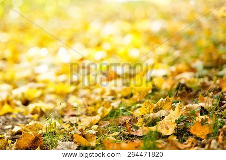 Autumn Background. Fallen Leaves On The Ground In The Grass.