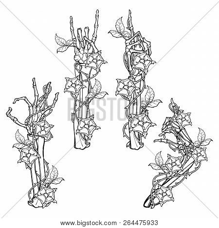 .set Of Skeleton Hands With Various Gestures Decorated With Dog-rose Garlands. Colored Linear Drawin