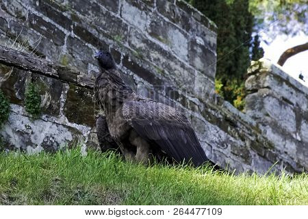 Young Andean Condor (vultur Gryphus) On The Grass Next To Castle Wall