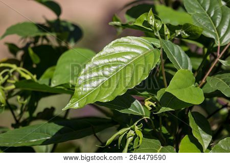 Green Leaf Of Yellow Desmos Chinensis Flower