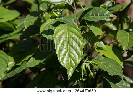 Green Leaf Of Yellow Desmos Chinensis Flower