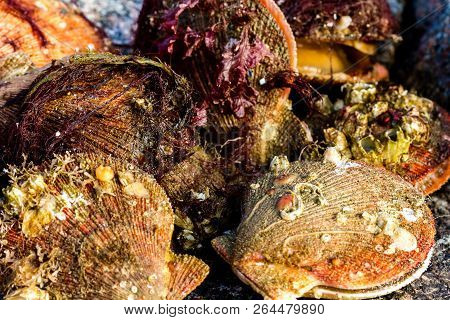 Alive And Fresh Icelandic Scallops (chlamys Islandica) On The Coast Of Barents Sea, Arctic Ocean