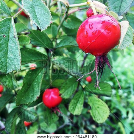 Sweet Red Berry Briar Growing On Bush With Leaves Green, Natural Plant Product Hanging On Branch. Br