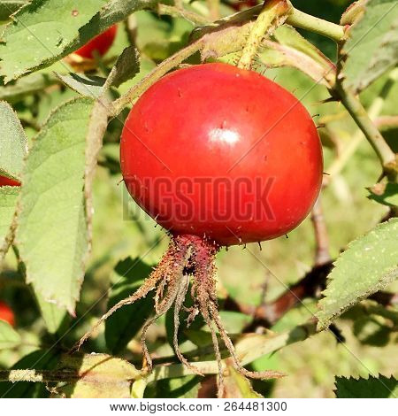 Sweet Red Berry Briar Growing On Bush With Leaves Green, Natural Plant Product Hanging On Branch. Br