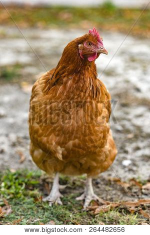 Portrait Of A Hen In The Yard.portrait Of A Hen In The Yard.