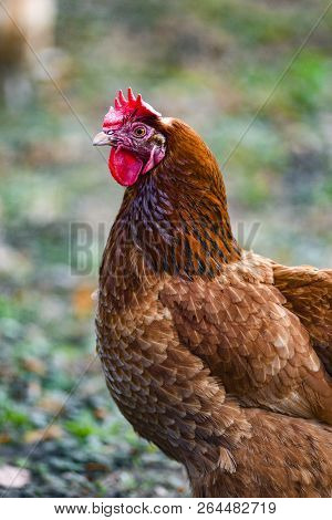 Portrait Of A Hen In The Yard.portrait Of A Hen In The Yard.
