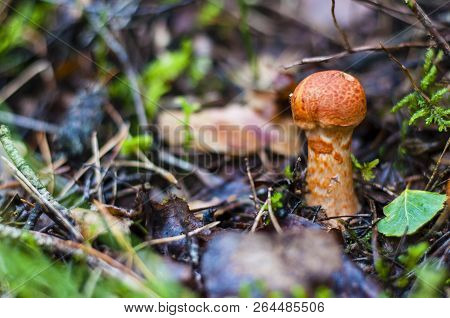 Cortinarius Is The Largest Genus Of Mushrooms In The World, Containing An Astounding Number Of Speci