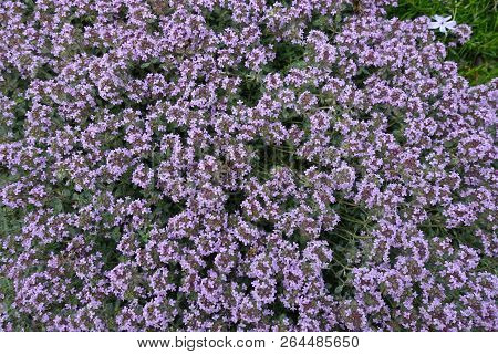 Lots Of Mauve Flowers Of Thymus Praecox