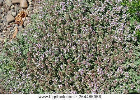 Pale Mauve Flowers Of Thymus Praecox In June