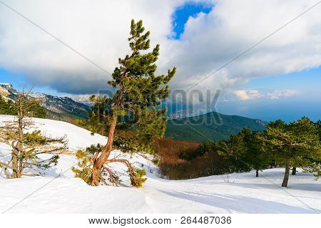 Lonely Pine On Ai-petri Mountain Peak On A Sunny Winter Day, Crimea, Russia