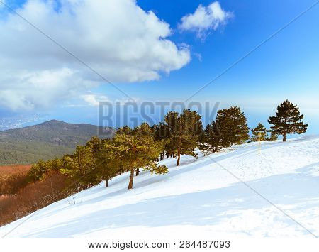 Snow Mountain With Pine Trees On A Sunny Day On Ai-petri, Crimea, Russia