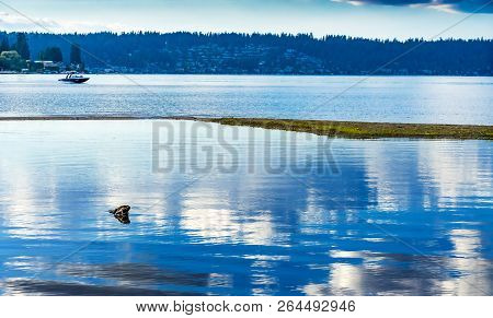 Great Blue White Water Reflection Speedboat Lake Sammamish State Park Issaquah Washington