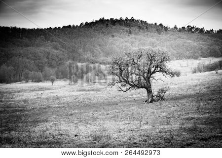 Lonely Tree On Dramatic Landscape. Autumn Winter Scene, Empty Field With Forest Background