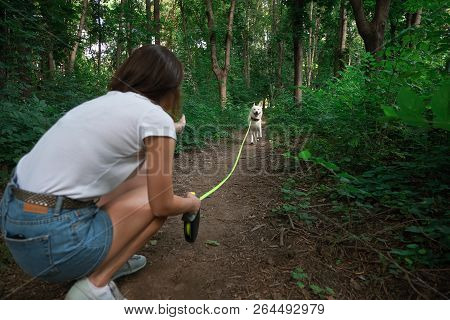 Young Modern Woman Hiking With A Dog In The Summer Landscape. Friendship, People, Animals