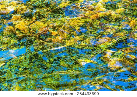Salmon Blue Green Yellow Reflection Water Abstract Issaquah Creek At Salmon Hatchery Issaquah Washin