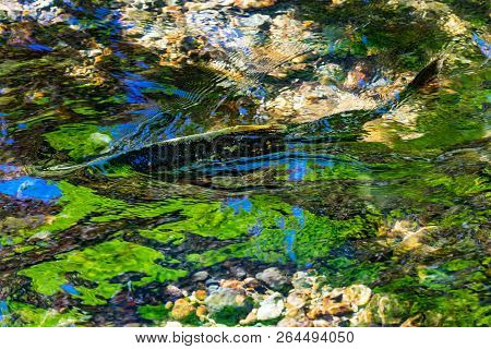 Salmon Blue Green Yellow Reflection Water Abstract Issaquah Creek At Salmon Hatchery Issaquah Washin
