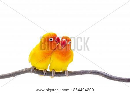 The Double Yellow Lovebird Stand On A Piece Of Wood On White Background