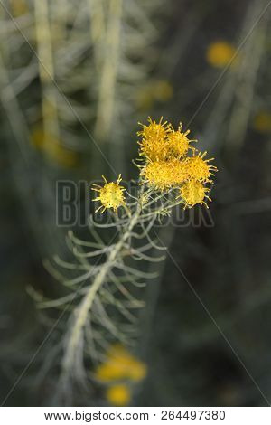 European Goldilocks Yellow Flower - Latin Name - Galatella Linosyris (aster Linosyris)
