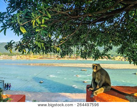Monkey Sitting Near By The Amazing River