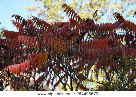 Autumn Red ,beautiful,outdoor Acacia In The Garden