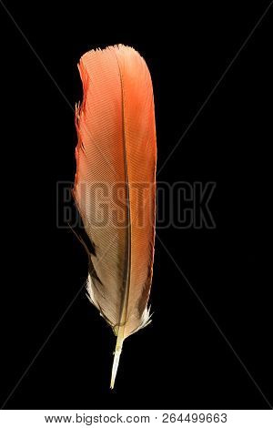 Colorful Orange Parrot Bird Feather On Black Background