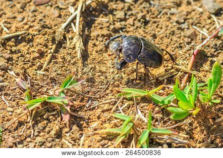 Closeup Of One Dung Beetle On Natural Habitat In South Africa. Blurred Background.